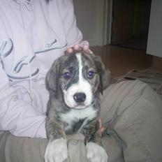 Blanding af racer Diesel