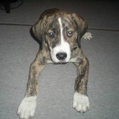 Blanding af racer Diesel