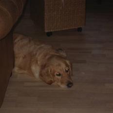 Golden retriever Maggie