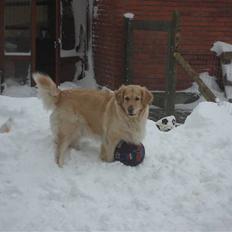 Golden retriever Maggie
