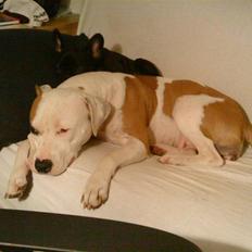 Amerikansk staffordshire terrier Lady (Himmelhund)