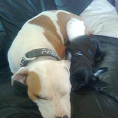 Amerikansk staffordshire terrier Lady (Himmelhund)