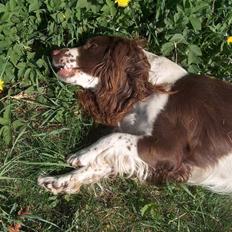 Engelsk springer spaniel Møllebjergs Elaine (Lady)