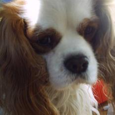 Cavalier king charles spaniel  Shield-Highs Cæcar