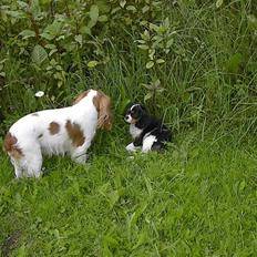 Cavalier king charles spaniel  Shield-Highs Cæcar