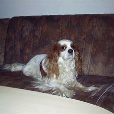 Cavalier king charles spaniel  Shield-Highs Cæcar