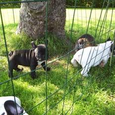 Fransk bulldog Coco +2007-2009+ R.I.P.