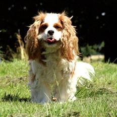 Cavalier king charles spaniel max