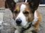 Welsh corgi cardigan Bertram