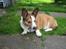 Welsh corgi cardigan Bertram