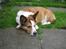 Welsh corgi cardigan Bertram