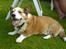 Welsh corgi cardigan Bertram