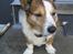 Welsh corgi cardigan Bertram