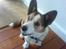 Welsh corgi cardigan Bertram
