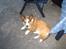 Welsh corgi cardigan Bertram