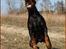 Dobermann Nord Nimrod Od Telepa (R.I.P.)