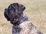 Mastiff Tjalfe