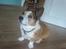 Welsh corgi cardigan Bertram