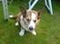 Welsh corgi cardigan Bertram