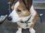 Welsh corgi cardigan Bertram