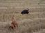 Cocker spaniel Mille  --Himmelhund-- - NYT . Gå nu med dig Tika 