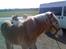 Papillon Gizmo R.I.P. - Gizmo får lige en ridetur på hans gode ven, min Haflinger vallak Arion (kan ses på hestegalleri) sommer 2007