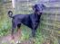 Dobermann Jotunheim´s Drome "Diser"