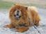 Chow chow Huang - Huang køler lidt af i "sin" sandbunke ude ved stranden.