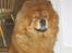Chow chow Huang
