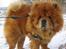 Chow chow Huang - Fryser? MIG? Overhovedet ikke!