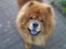 Chow chow Huang - Normalt er jeg altså IKKE uskarp i kanterne,- mit menneske har bare leget lidt...