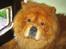 Chow chow Huang - Kattelem har vi,- nu mangler vi bare en kat, hehe...