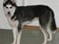 Siberian husky Sheeba *R.I.P*