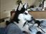 Siberian husky Sheeba *R.I.P*