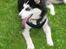 Siberian husky Sheeba *R.I.P*