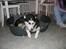 Siberian husky Sheeba *R.I.P*