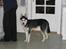 Siberian husky Sheeba *R.I.P*