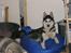 Siberian husky Sheeba *R.I.P*