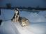 Siberian husky Sheeba *R.I.P*