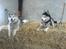 Siberian husky Sheeba *R.I.P*