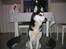 Siberian husky Sheeba *R.I.P*