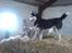 Siberian husky Sheeba *R.I.P*