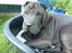 Shar pei sharon