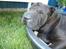 Shar pei sharon