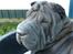 Shar pei sharon
