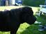 Shar pei sharon