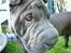 Shar pei sharon