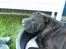 Shar pei sharon