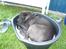 Shar pei sharon