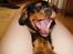 Cavalier king charles spaniel Freddie - WRAAAU 15-07-2007